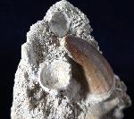 Mosasaurus beaugei ARAMBOURG 1952 & Haizahn non det. - Bild © FossNet FossilienStore